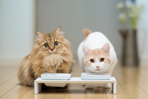 貓咪奶水不夠怎么辦