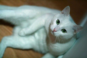 寵物貓怎么喂驅蟲藥