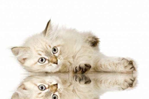 小貓出生后注意事項