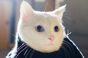 貓咪半夜一直叫怎么辦