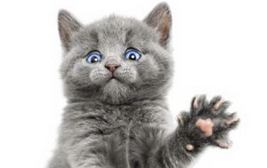 幼貓驅(qū)蟲(chóng)怎么做