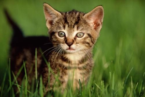 貓咪懷孕快生什么預(yù)兆