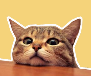 貓淚痕怎么去除