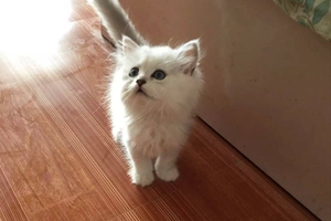 2個(gè)月的金吉拉怎么養(yǎng)