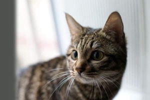 貍花貓?jiān)趺纯垂? / data-JmHN=