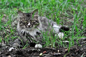 貍花貓為什么老是叫