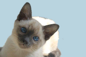 暹羅貓什么樣品相的好