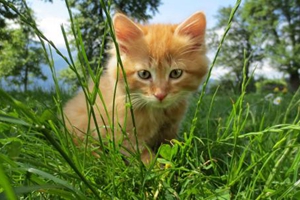 如何讓貓咪在貓窩睡