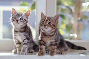 貓咪為什么舔鼻子 貓咪舔鼻子原因介紹