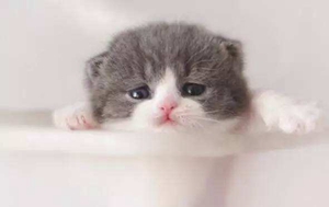 貓幾個月算成年 貓咪多大時吃成年貓糧