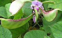 小月子什么時(shí)候可以洗頭 小月子洗頭能用吹風(fēng)機(jī)嗎