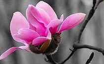 辛夷花泡水能經(jīng)常喝嗎 辛夷花泡水喝的功效