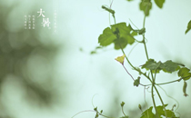 三伏天可以吃榴蓮嗎 夏天吃榴蓮會(huì)上火嗎