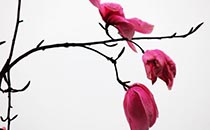 刮痧減肥能減肚子嗎 刮痧減肥減肚子的方法