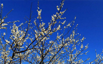 為什么冬至立碑 冬至立碑有什么講究