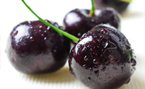 2017刁子魚多少錢一斤 刁子魚的價格2017