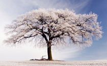霜降種什么菜好 霜降后露天適合種植什么蔬菜