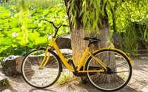 摩拜單車可以同時租兩輛嗎 摩拜單車一個賬號能租幾輛車