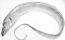 凍帶魚(yú)怎么做好吃 帶魚(yú)的詳細(xì)做法及步驟