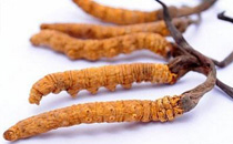 黃芪多少錢一斤 2017黃芪的價(jià)格