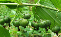 綠豆是發(fā)物嗎 綠豆有哪些藥用價(jià)值