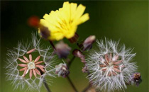 苦苣根的功效和作用 苦苣根在哪里可以買到