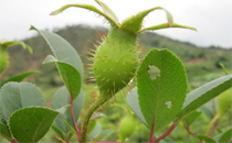鹿茸片怎么吃效果最好 鹿茸片怎么吃最有營養(yǎng)