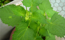 2018年1月是什么年什么月 2018年1月是農(nóng)歷幾月