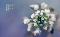 霜降可以種小麥嗎 霜降種小麥用多少斤麥種合適