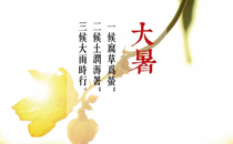 三伏天可以喝菊花茶嗎 入伏后哪些茶不適合喝