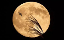 如何正確地回答你是不是傻 別人說你傻怎么回答