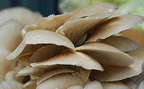 冰凍母乳為什么有腥味 冰凍母乳如何解凍