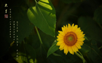 夏天可以吃當(dāng)歸煮蛋嗎 夏天吃當(dāng)歸煮蛋要注意什么