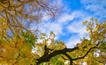 立冬當(dāng)天有什么講究和禁忌 立冬當(dāng)天應(yīng)該吃什么