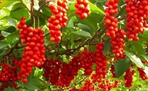 足療可以治療失眠嗎 足療怎么治療失眠