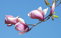 辛夷花泡水小孩能喝嗎 小孩喝辛夷花泡水要注意什么