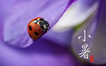 小暑吃什么傳統(tǒng)食物 小暑節(jié)氣養(yǎng)生吃什么食物好