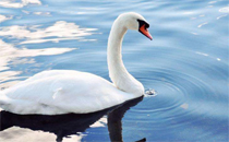 貓眼石美甲磁鐵怎么用 貓眼石美甲是怎么做的