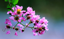 2017大暑會下雨嗎 大暑下雨好嗎意味著什么