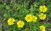 當歸頭和當歸尾的藥效有什么不同 什么人不宜服用當歸