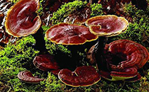 寶寶冬天能烤火嗎 寶寶冬天用什么取暖好