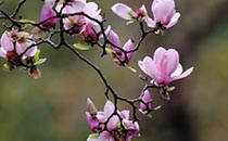 刮痧瘦腿的正確方法圖解 刮痧瘦腿多久見效