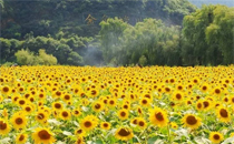 立秋后能下海嗎 立秋后下海好不好