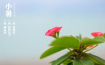 小暑是24個節(jié)氣中的第幾個節(jié)氣 小暑節(jié)氣是夏季第幾個