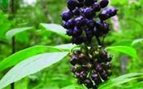 五加皮是刺五加嗎 刺五加和五加皮的區(qū)別