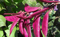 牛油果皮變黑能吃嗎 牛油果肉發(fā)黑還能吃嗎