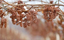 新鮮橙子皮可以泡腳嗎 橙子皮泡腳的功效與作用