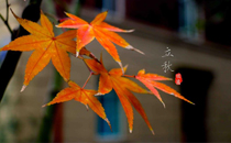 立秋后還能喝姜棗茶嗎 立秋后喝姜棗茶好嗎