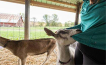 仰臥起坐能減肥嗎 仰臥起坐每天做多少個(gè)有減肥效果