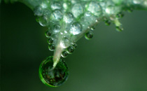 霜降后的茄子可以吃嗎 霜降后怎么吃茄子